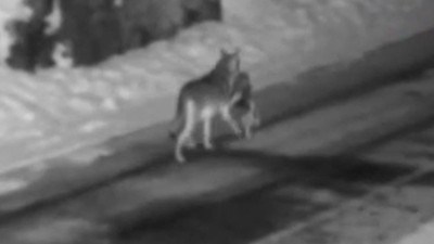 Gümüşhane’de kurtlar başıboş sokak köpeklerini avlarken görüntülendi