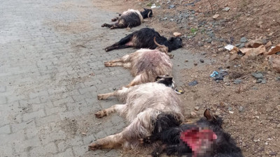 Sokak köpekleri 15 keçiyi telef etti