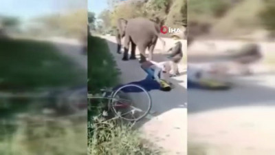 Tayland’da fil sahibini ezerek öldürdü. 'Ekmek teknesi' hayattan kopardı