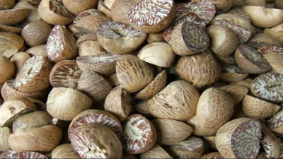 İşte öldüren fındık