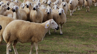 Hayvancılıkta kırmızı alarm! Büyükbaş ve küçükbaş sayısı azaldı