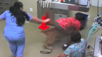 Aşıdan kaçan köpek, veterineri kaçırdı: Güvenlik kamerasına yansıyan komik anlar