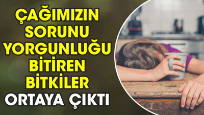 Çağımızın sorunu yorgunluğu bitiren bitkiler ortaya çıktı