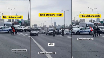 Kavacık’ta bir tilki otobana indi. Kendi etrafında dönen tilki kıskıvrak yakalandı