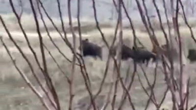 Elazığ’da domuz sürüsü görüntülendi (10 Şubat 2024)