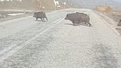 Varto’da domuz paniği