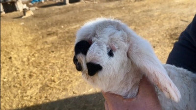 Kuzu akraba evliliği kurbanı çıktı! Sahibi bile görünce inanamadı