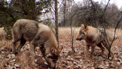 Kurtlar kansere karşı bağışıklık geliştirdi. İnsanlık için umut ışığı oldu