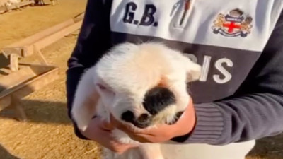 Doğuştan anormal kuzu, sahibini şaşırttı: Sol gözü yok, çenesinde anormallik var