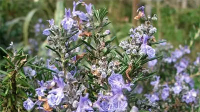 Sindirimi en kolaylaştıran mucize şifalı bitki