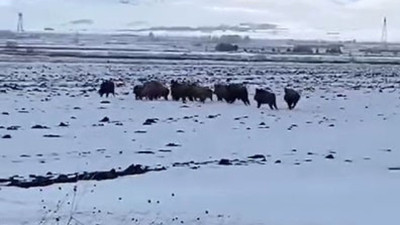 Aç kalan domuz sürüsü köye indi