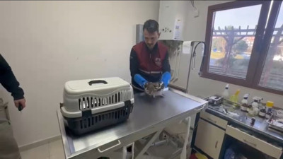 İstanbul'da bulunan yaralı atmaca tedavi edildi