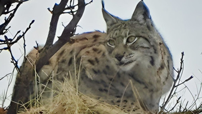 Tunceli’de nesli tehlike altında olan vaşak fotoğraflandı