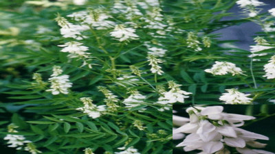 Mucize ot şeker hastalarına böyle iyi geliyor