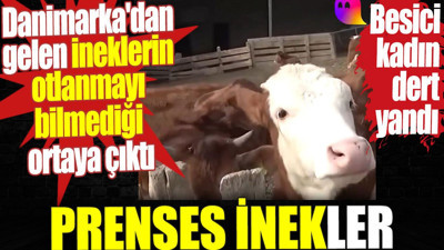 Prenses inekler. Danimarka'dan gelen ineklerin otlanmayı bilmediği ortaya çıktı