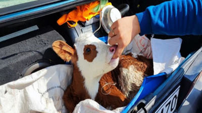 Buzağıya bagajda serum bağlandı