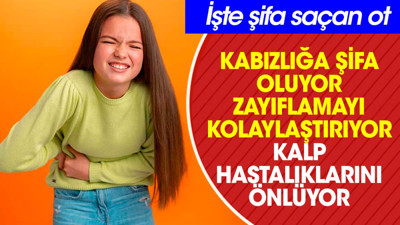 Kabızlığa şifa oluyor. Zayıflamayı kolaylaştırıyor. Kalp hastalıklarını önlüyor. İşte şifa saçan ot