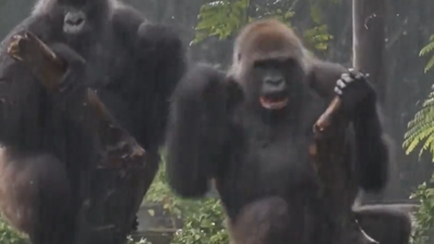 Eşine trip atan maymun herkesi güldürdü