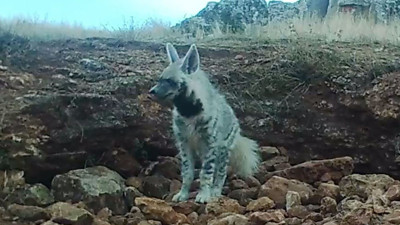 Çizgili Sırtlan fotokapana yakalandı. Nadiren görünüyordu