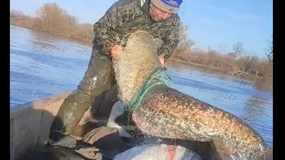 İki arkadaşın yakaladığı dev balık sosyal medyada gündem oldu