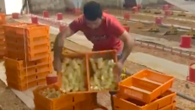 Fabrika çalışanının kasadaki civcivleri yere atma şekli tepki topladı