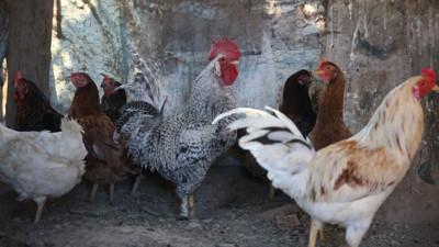 Kesilecek horoz 'Anne" diye bağırdı