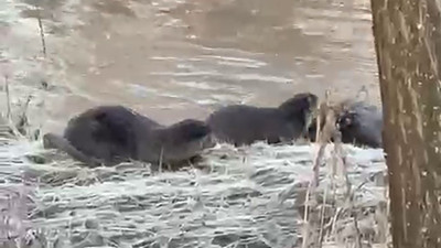 Sivas'ta 3'ünü aynı anda görüntülediler! Nesli tükenmek üzere...