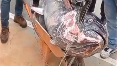 İstanbul Beykoz'da dev balık oltaya takıldı