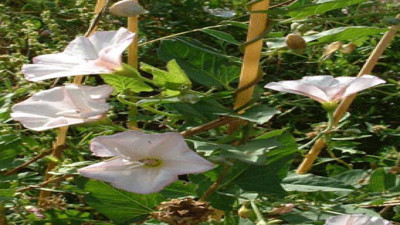 Frengide faydalıdır. İşte müshil etkisine neden olan mucize ot