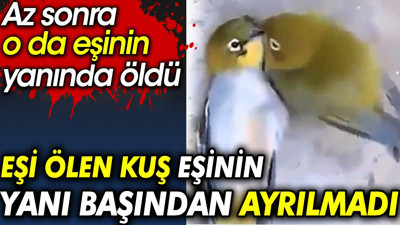Eşi ölen kuş eşinin yanı başından ayrılmadı. Az sonra o da eşinin yanında öldü
