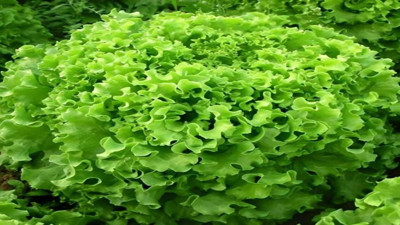 Basurdan romatizmaya neredeyse her hastalığa şifa oluyor. Faydalarıyla göz dolduruyor