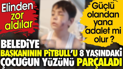 Belediye Başkanının Pitbull'u 8 yaşındaki çocuğun yüzünü parçaladı