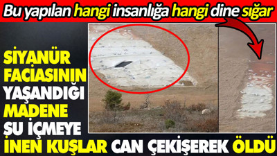 Siyanür faciasının yaşandığı madene suç içmeye inen kuşlar can çekişerek öldü