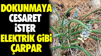 Dokunmaya cesaret ister elektrik gibi çarpar