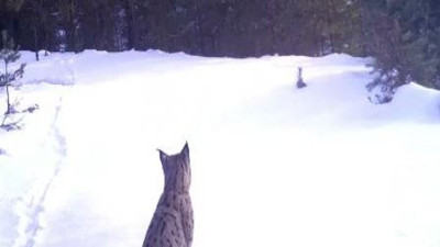 Ailesine seslenen vaşak fotokapanda