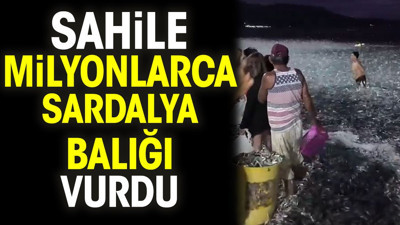 Sahile milyonlarca sardalya balığı vurdu