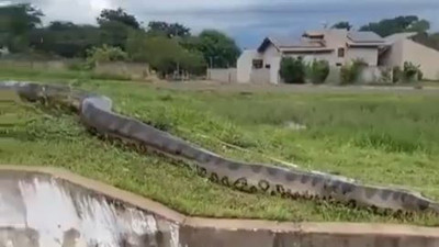 10 metrelik dev anakonda şehre indi. Evlere doğru ilerledi