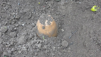 Toprağın altına gömüyorlar, 6 ay sonra 500 TL'den satıyorlar! Asırlık geleneği sürdürüyorlar