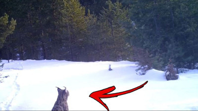 Vaşak ailesine böyle seslendi. Milli Parklar da onu görüntüledi