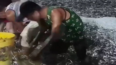 Milyonlarca balık gizemli bir şekilde kıyıya vurdu