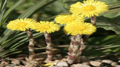 Balgam söküyor. Öksürüğü kesiyor. Solunum yolu hastalıklarına şifa olan ot ortaya çıktı