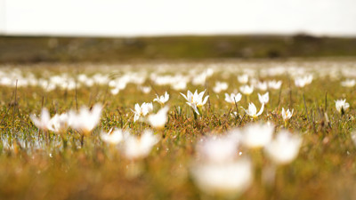 Çiçek koparmanın cezası tam 387 bin 142 TL