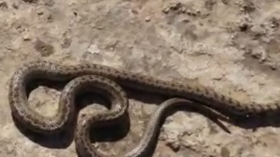 Siirt'te 1 metre uzunluğunda yılan görüldü