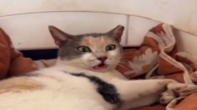 Sevgi dolu yuvada iyileşen 4 bacağı felçli kedinin hikayesi yürekleri ısıttı