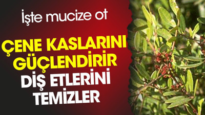 Çene kaslarını güçlendirir. Diş etlerini temizler. İşte mucize ot