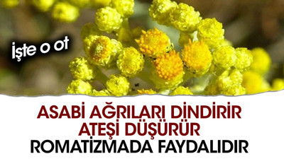 Asabi ağrıları dindirir. Ateşi düşürür. Romatizmada faydalıdır. İşte o ot