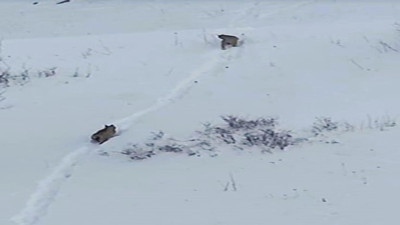 'Ormanın hayaleti' Ardahan’da yeniden ortaya çıktı