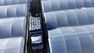 Tarlada kilosu 8 markette 49,95 TL. Küçük Antalya'da hasadı başladı 45 milyon adet ekildi