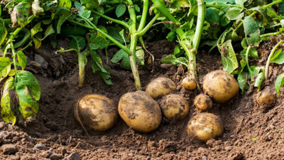 Patateste verimi ikiye katlayacaksınız. Uzmanlar tavsiye etti