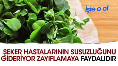 Şeker hastalarının susuzluğunu gideriyor. Zayıflamaya faydalıdır. İşte o ot